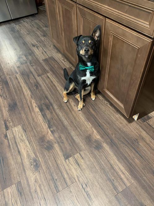 This is a picture of Bambi, my friends dog